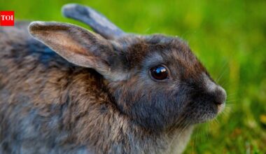 In 1859, Victoria released 24 wild rabbits for hunting; 91 years later, Australia had 600 million, and the feral pests still caused A$200 million in damage |