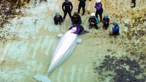 'I tried to say goodbye and tried to tell him I love him': Canada's last captive whales leave Marineland