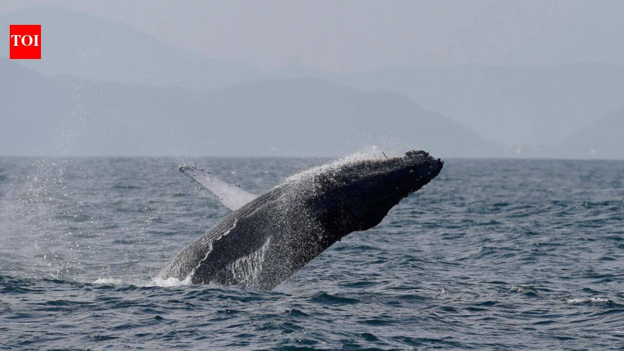 Once hunted to near extinction, Brazil’s humpback whales make a stunning comeback, population surges from just 2,000 to nearly 35,000 in two decades