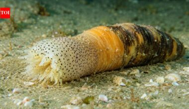 Scientists discover sea creature near Israel that regrows a complete body after being cut into pieces within just 30-40 days |