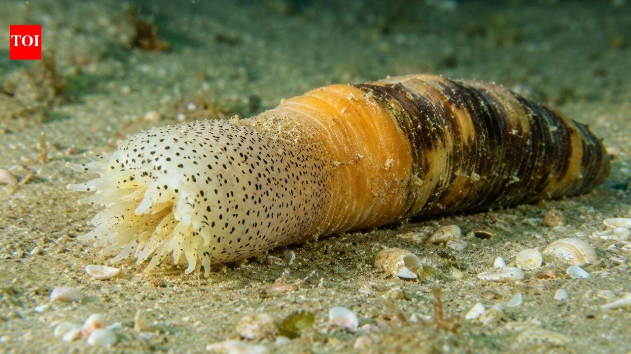Scientists discover sea creature near Israel that regrows a complete body after being cut into pieces within just 30-40 days |