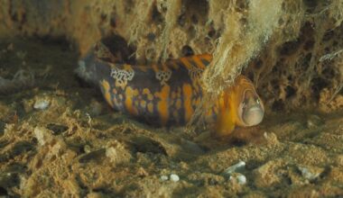Nunavut fish to make an international trip to Japan