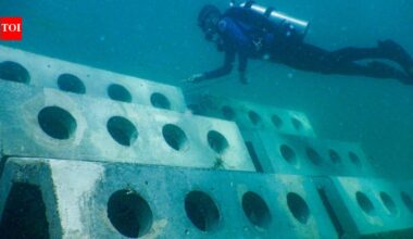In 1998, researchers built 12 reefs off Miami Beach using limestone, concrete and concrete mixed with waste tyre chips; divers later counted 97,826 fish from 146 species
