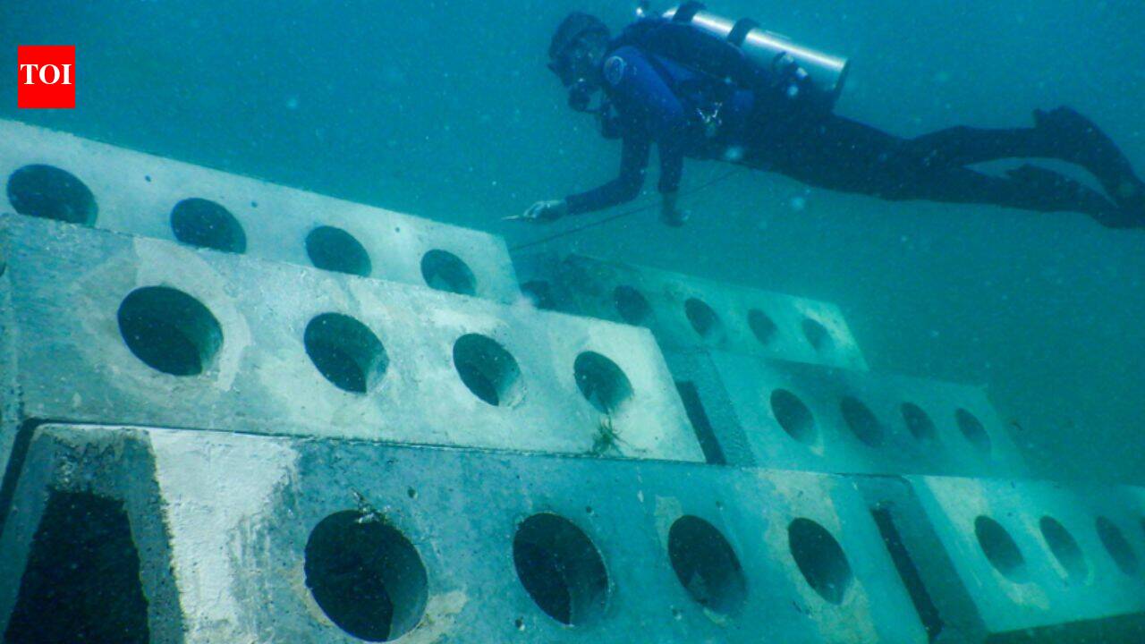 In 1998, researchers built 12 reefs off Miami Beach using limestone, concrete and concrete mixed with waste tyre chips; divers later counted 97,826 fish from 146 species