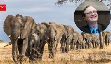 In 2013, Microsoft co-founder Paul Allen put $7 million into counting Africa's elephants; the two-year survey found just 352,271 across 18 countries and exposed a devastating decline | World News