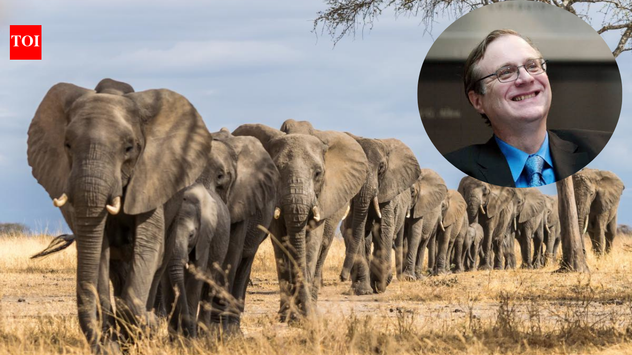 In 2013, Microsoft co-founder Paul Allen put $7 million into counting Africa's elephants; the two-year survey found just 352,271 across 18 countries and exposed a devastating decline | World News