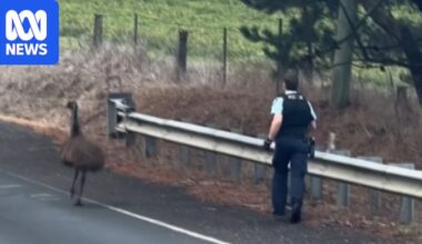 Runaway emu leads to unexpected police pursuit near Orange