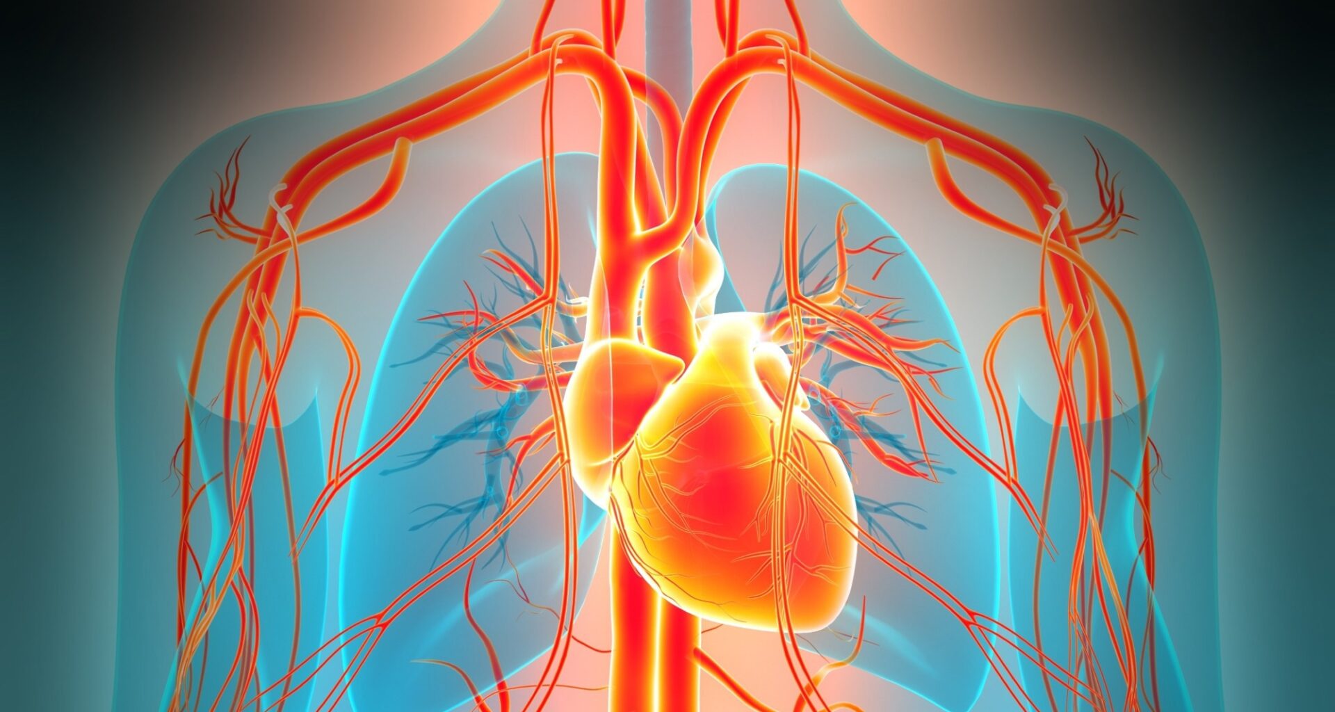 Too little or too much testosterone may matter for heart rhythm