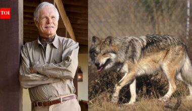 In 1997, Ted Turner opened his New Mexico ranch to endangered Mexican wolves; the facility became a major breeding centre for animals released into the wild﻿ | World News