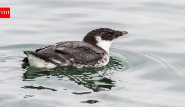 In 1995, Canada eradicated rats from British Columbia’s Langara Island; by 2004, ancient murrelet pairs had nearly doubled to 20,000–30,000 | World News