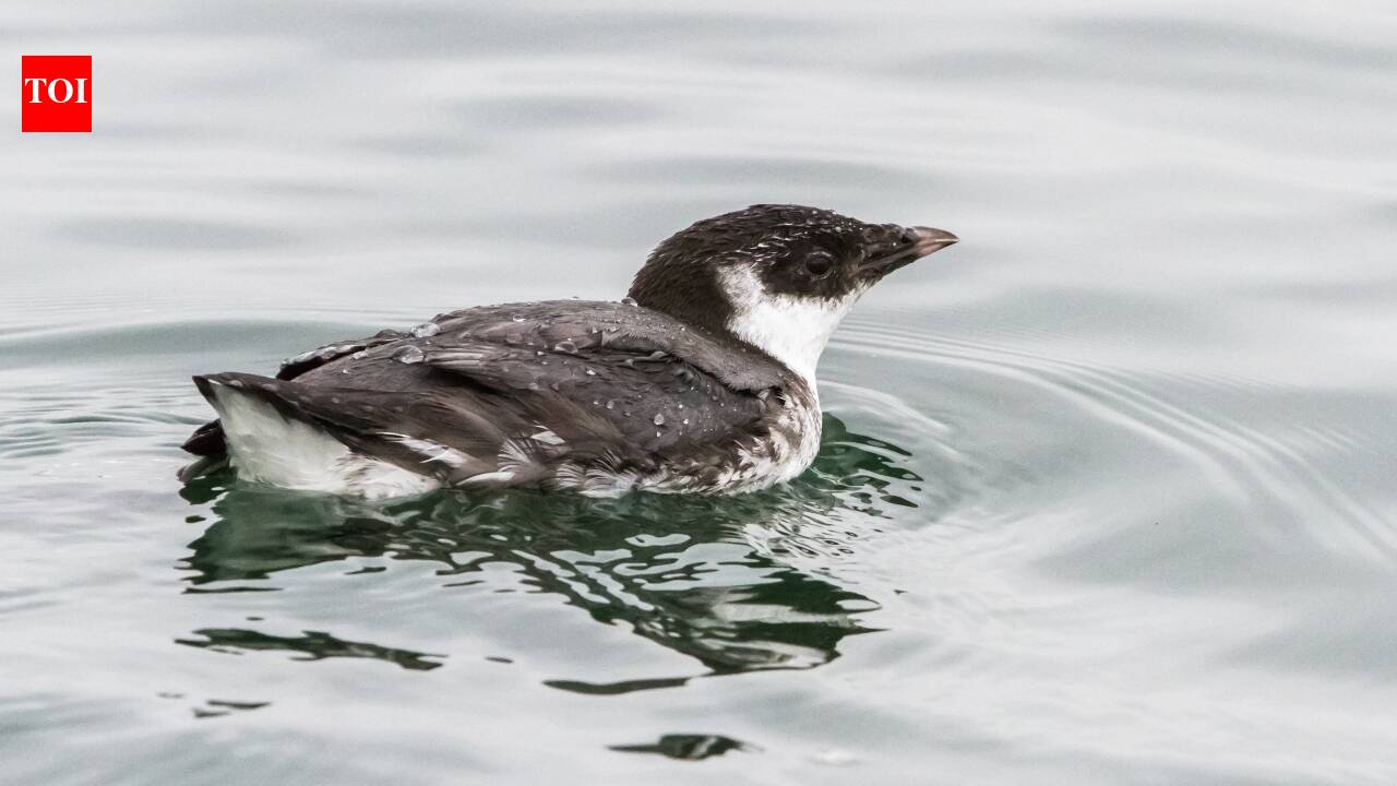 In 1995, Canada eradicated rats from British Columbia’s Langara Island; by 2004, ancient murrelet pairs had nearly doubled to 20,000–30,000 | World News