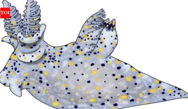 Meet Ho-Yeung Chan, the student who accidentally discovered a new sea slug smaller than a grain of rice |