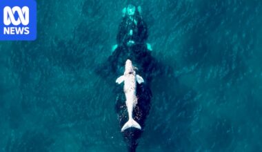 Fifty years of census reveals shift in southern right whales breeding off Australia