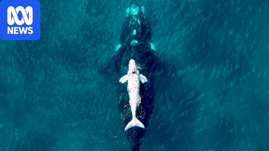 Fifty years of census reveals shift in southern right whales breeding off Australia