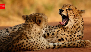 In 1990, cheetah expert Laurie Marker sold her possessions and moved to Namibia; her research base now protects about 158,000 acres of cheetah country | World News