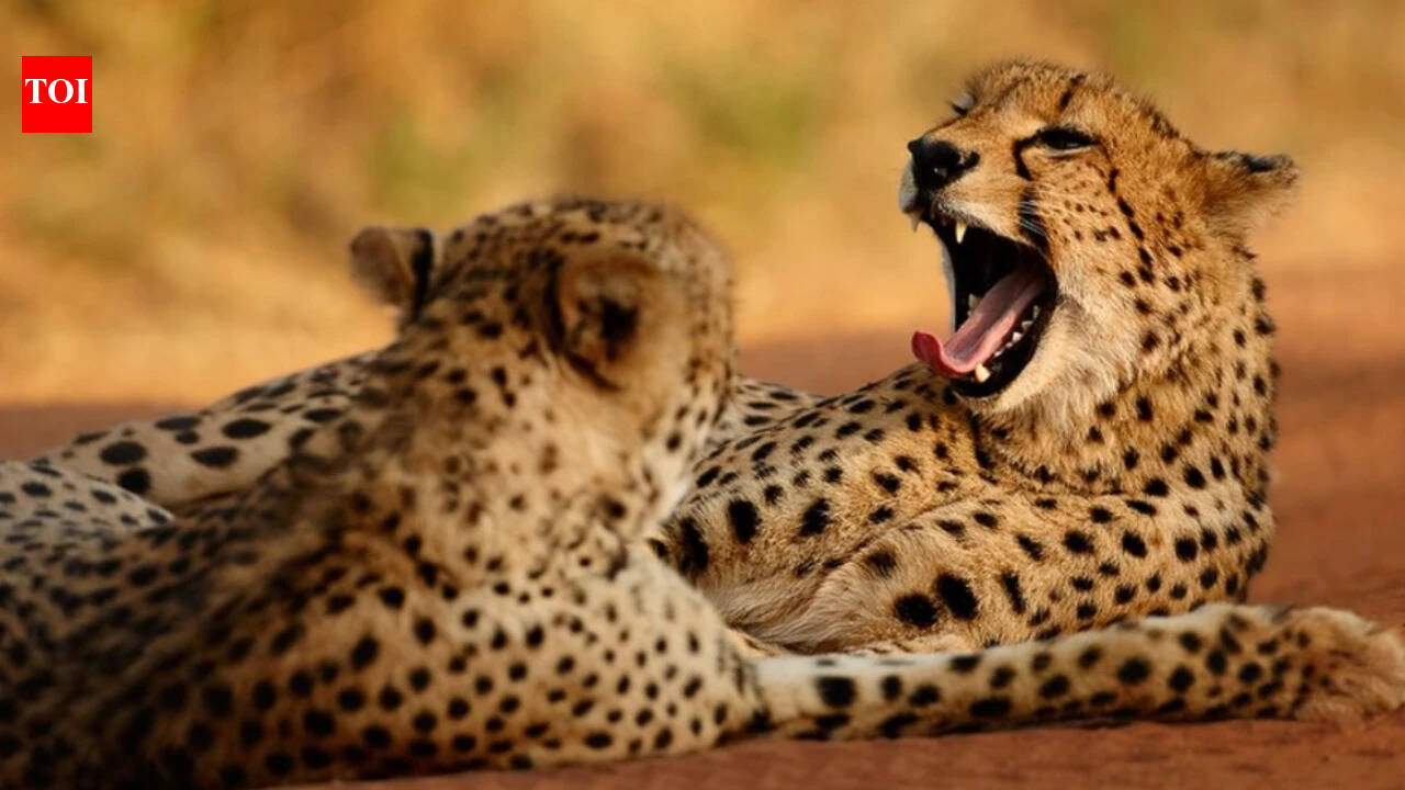 In 1990, cheetah expert Laurie Marker sold her possessions and moved to Namibia; her research base now protects about 158,000 acres of cheetah country | World News