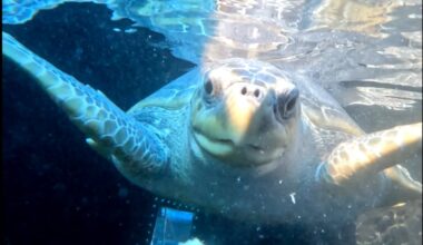 Sage, a rare olive ridley turtle, was rescued from a ghost fishing net in December 2025 and is now recovering well at the Two Oceans Aquarium's Turtle Conservation Centre.