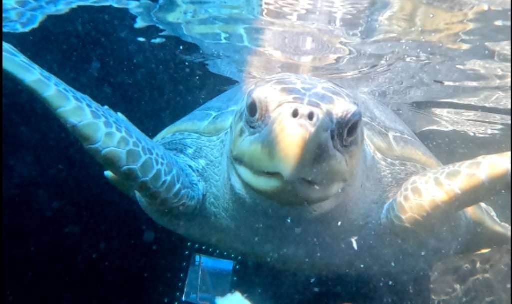Sage, a rare olive ridley turtle, was rescued from a ghost fishing net in December 2025 and is now recovering well at the Two Oceans Aquarium's Turtle Conservation Centre.