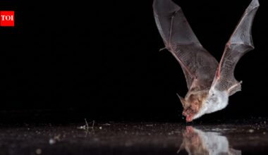 Scientists covered bat drinking pools with clear plastic; 11 bat species tried to drink from the fake water﻿ |