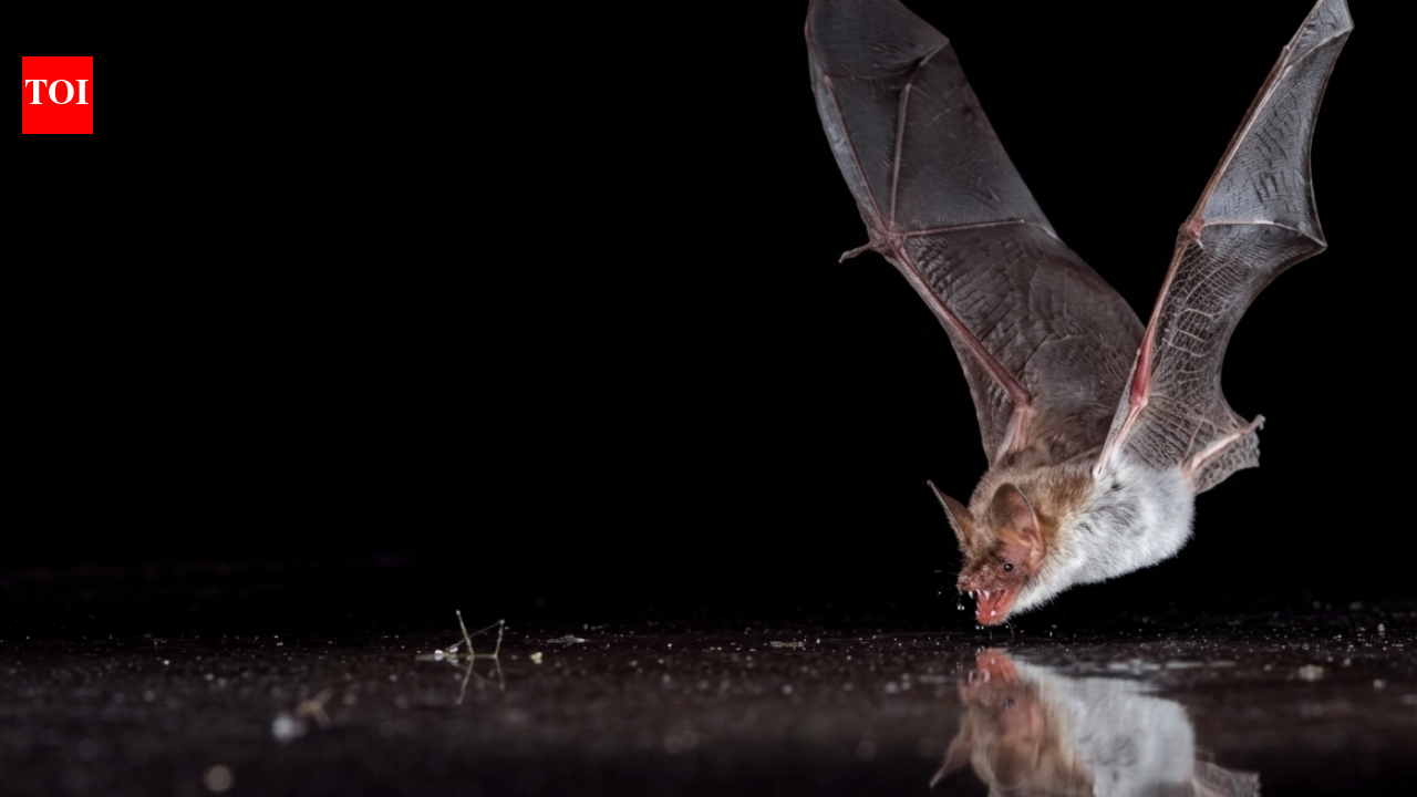 Scientists covered bat drinking pools with clear plastic; 11 bat species tried to drink from the fake water﻿ |