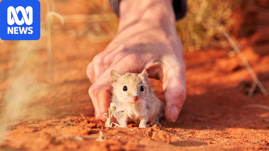 'Exciting' signs of survival as quolls and bandicoots reintroduced to outback