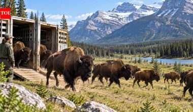 Canada released 26 bison into Banff National Park in 2017; the herd grew rapidly as scientists tracked its return to the wild | World News