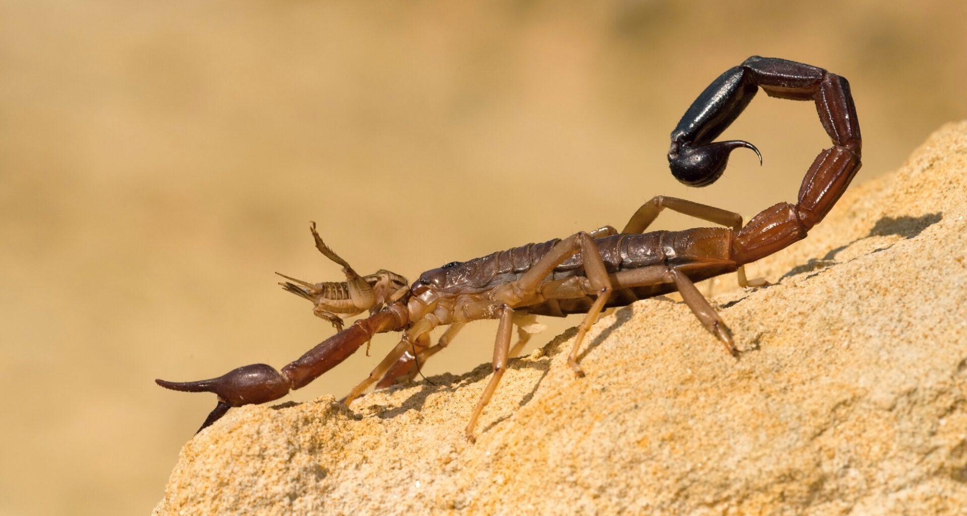 Scorpion venom peptides: Novel therapeutic approaches for inflammatory and hepatic disorders
