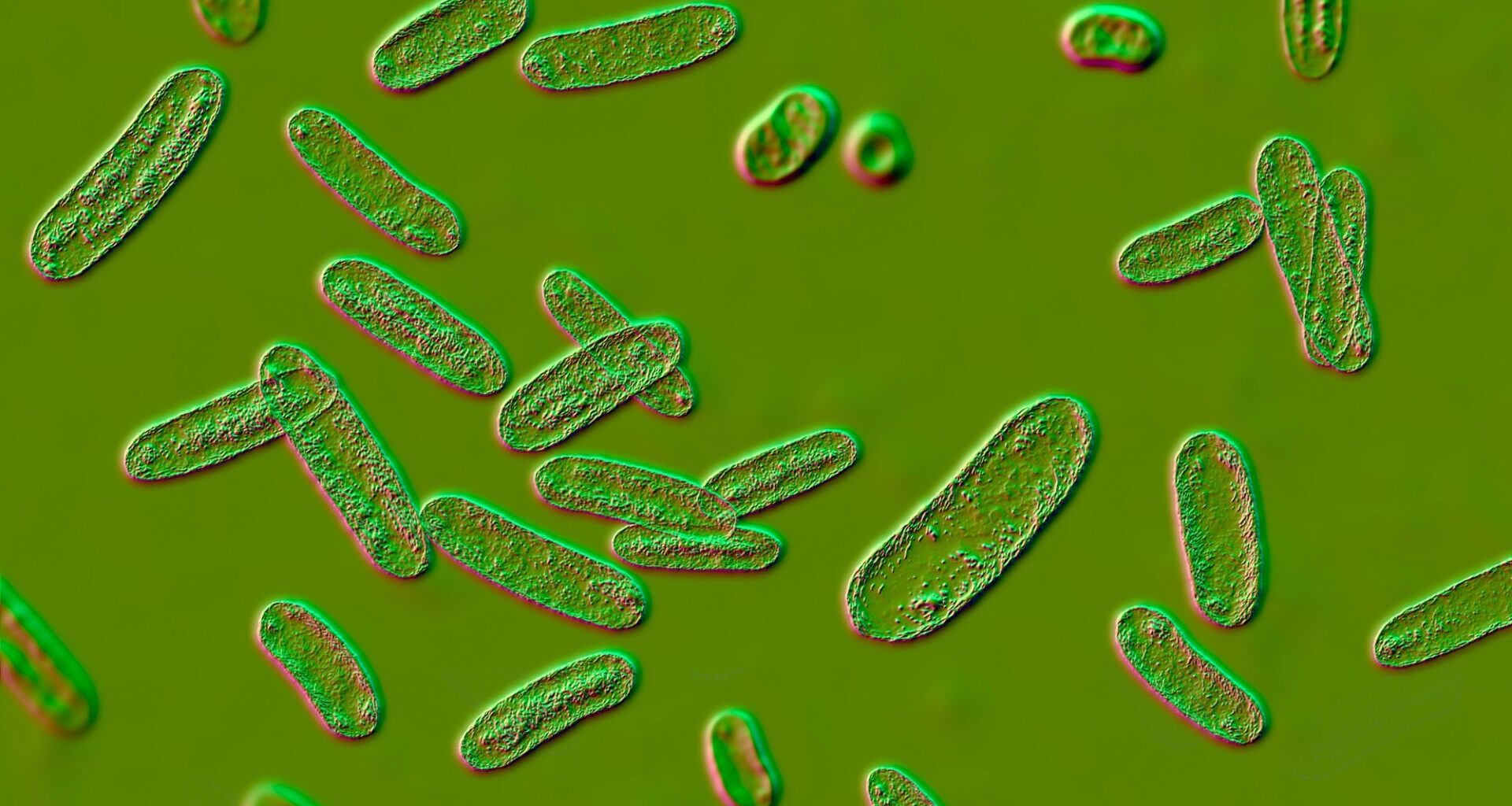 Gut infection leaves long-lasting immune ‘memories’ at the brain’s borders in mice