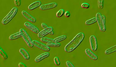 Gut infection leaves long-lasting immune ‘memories’ at the brain’s borders in mice
