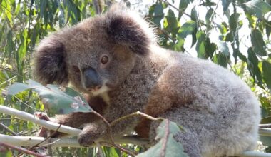 Great Koala National Park carbon credits: Greens defy Bob Brown, strike deal with government