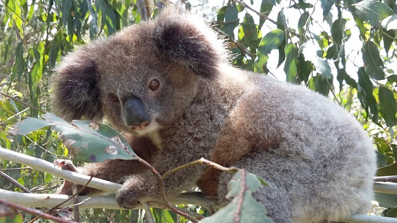 Great Koala National Park carbon credits: Greens defy Bob Brown, strike deal with government