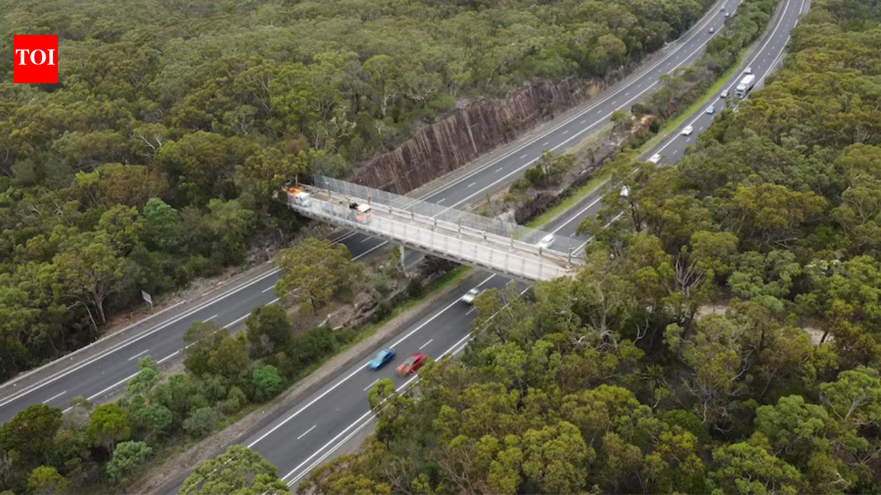 In 1974, an Australian ranger proposed turning a service bridge into a wildlife corridor; 52 years later, it opened over a motorway carrying 40,000 vehicles a day, reconnecting two national parks