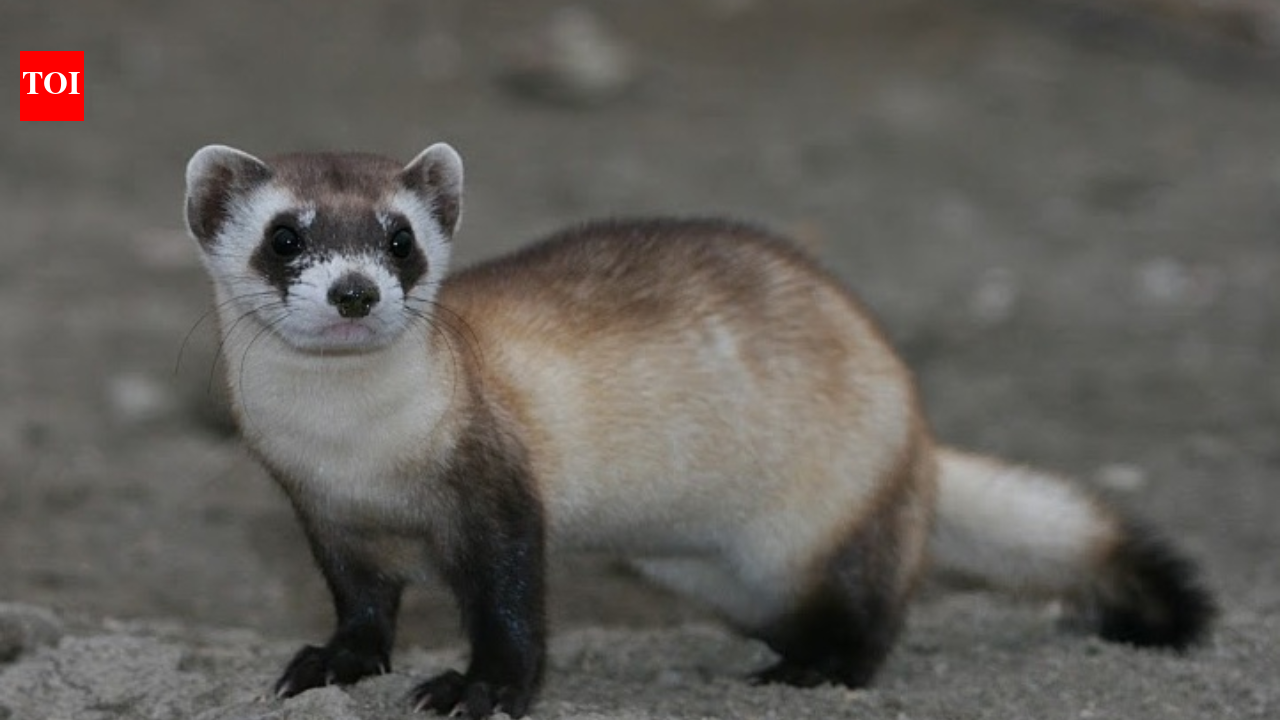 In 1986, only 18 black-footed ferrets were known to survive; a captive-breeding programme built from those animals has helped restore about 400 to the wild