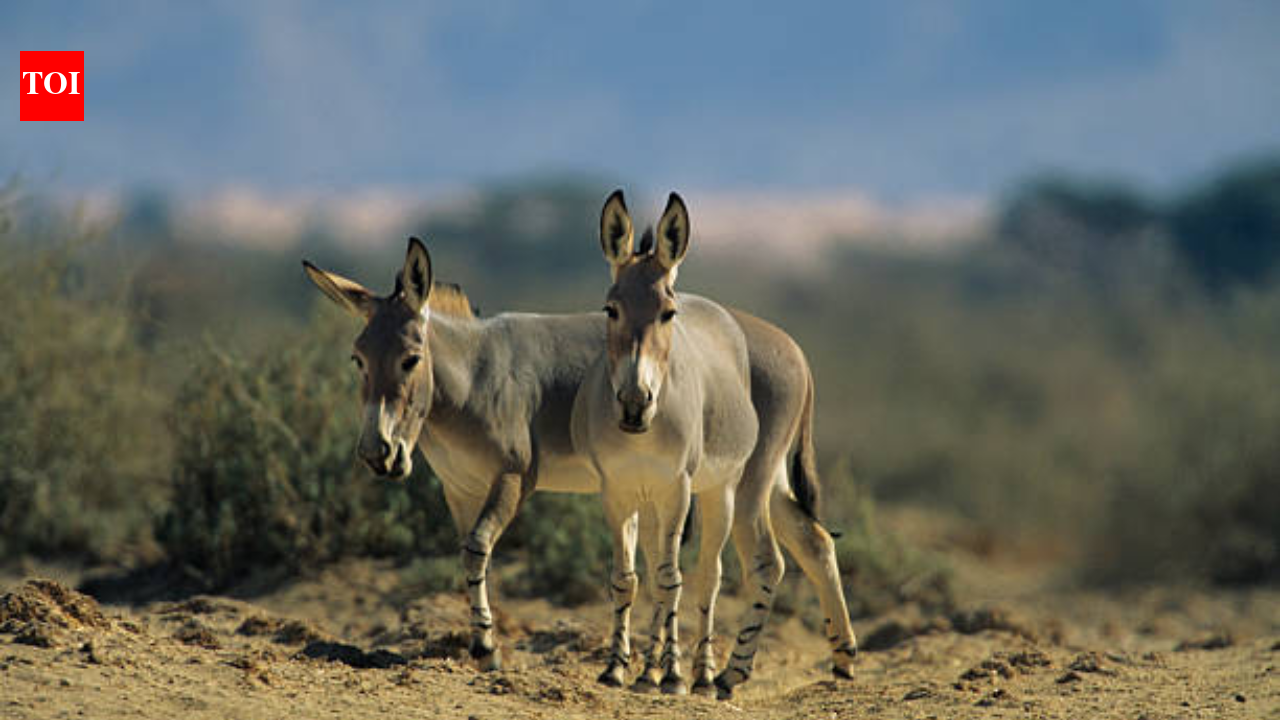 In 1982, Israel released 28 wild donkeys to its desert; 44 years later, they created an oasis in one of Earth's most extreme places