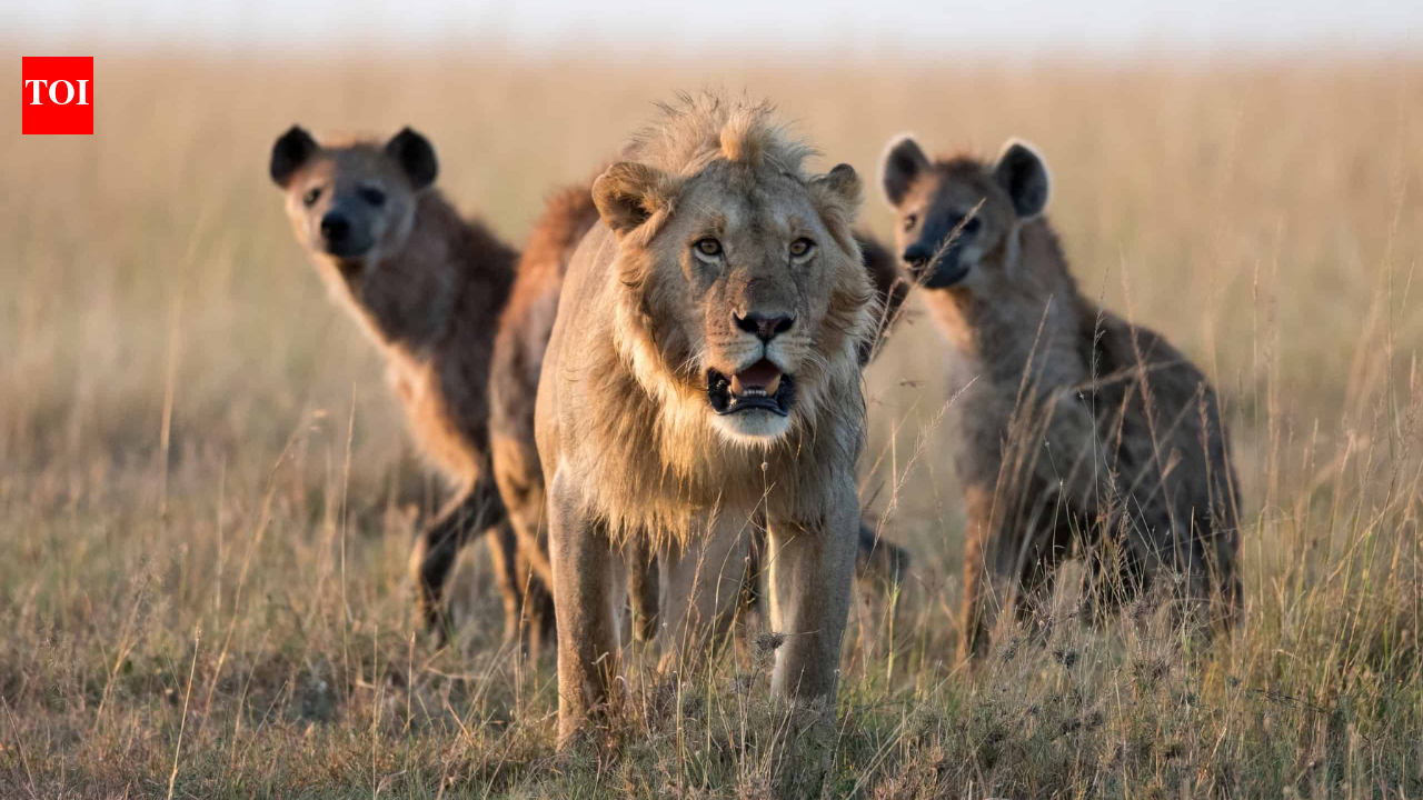 Scientists fitted GPS collars to 17 lions and 14 hyenas expecting hyenas to follow lions; thousands of locations revealed the opposite, with male lions approaching as hyenas retreated