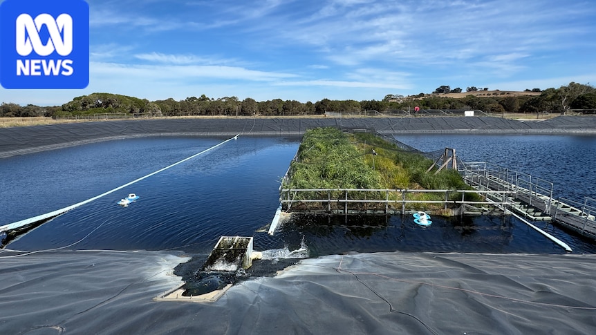 World-first trial on Phillip Island discovers floating wetlands can cut emissions