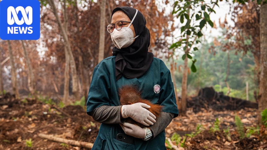 Inside the mission to save orangutans from raging fires