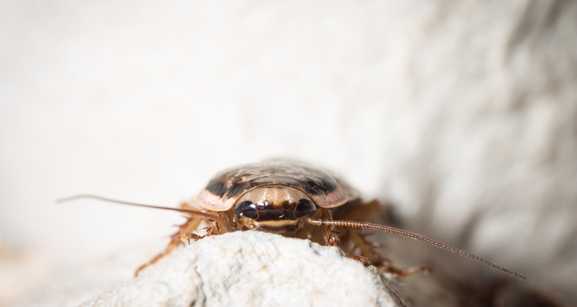 Cockroaches have a reputation for surviving almost anything, but this diet proved deadly