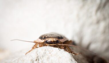 Cockroaches have a reputation for surviving almost anything, but this diet proved deadly