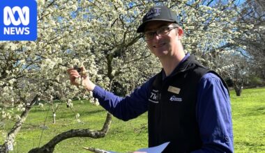 Tasmanian apple varieties 'lost over the years' are being kept alive in a university-run, heritage-listed orchard