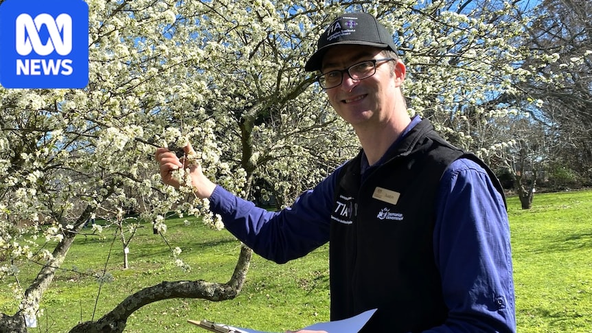 Tasmanian apple varieties 'lost over the years' are being kept alive in a university-run, heritage-listed orchard