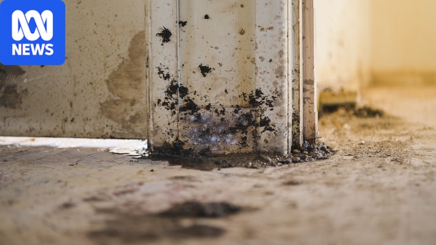 SA Housing Trust's four-year delay to remove mould from property 'unreasonable', ombudsman finds