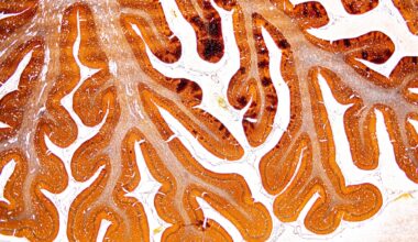 Some mice showed signs of stress resilience before the stress even began