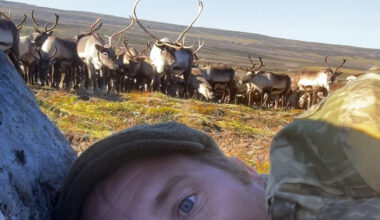 Photographer Hides Behind A Rock As 400 Wild Reindeer Come Running Toward Him