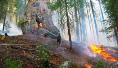 Prescribe Fire Giant Sequoia 2009