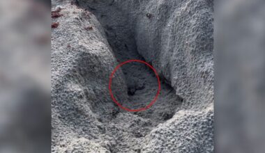 Photographer Drops Everything After Finding Tiny Baby Stuck In Sandy Ditch