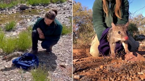 Quoll and possum species brought back from local extinction in the Ikara-Flinders ranges – video