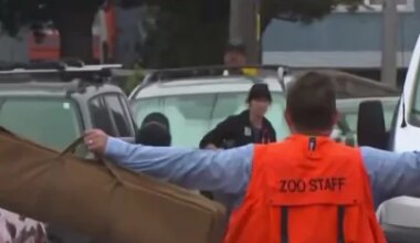 Mountain lion captured after roaming San Francisco streets - YouTube
