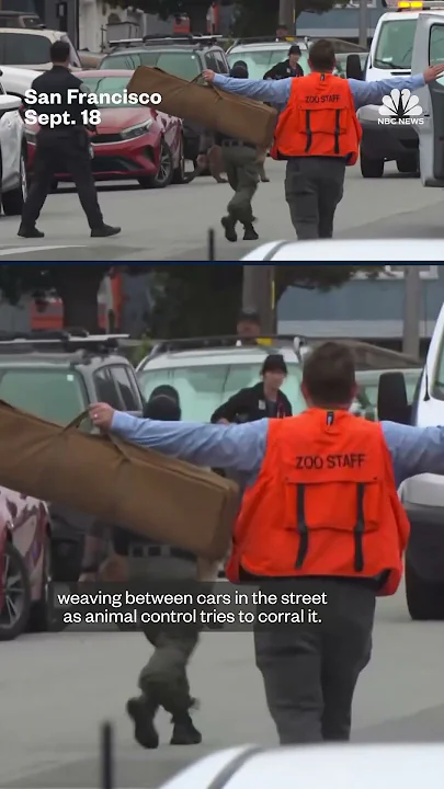 Mountain lion captured after roaming San Francisco streets - YouTube