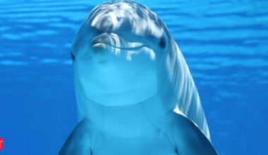 Since 2017, a dolphin called Bubbles has been seen near Lady Elliot Island; from 2021 to 2025, researchers documented him chasing fish until they regurgitated food